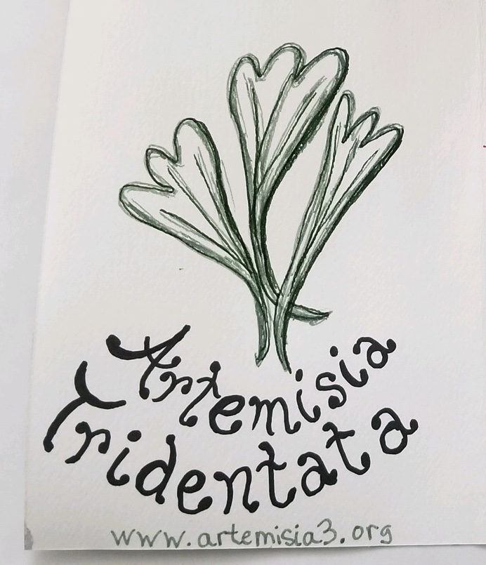 Artemisia 3